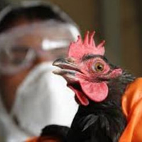 معدوم‌سازی مرغ‌های مشکوک به آنفلوآنزا/عامل بیماری در مرغ با حرارت از بین می‌رود