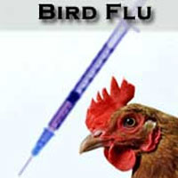 آنفلوآنزای مرغی به فیروزکوه رسید
