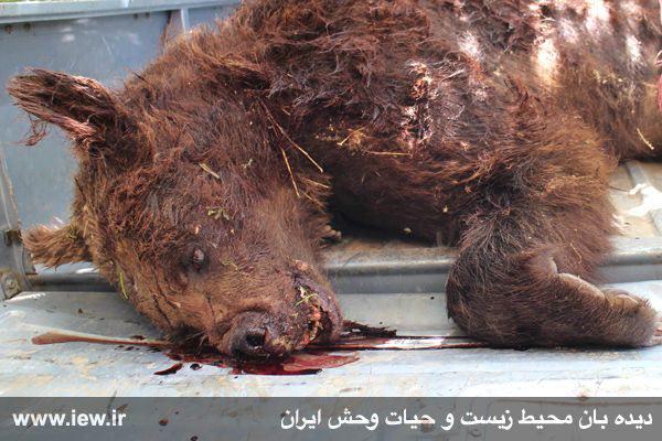 واکنش فرمانده یگان حفاظت محیط زیست استان تهران به کشته شدن خرس قهوه ایی