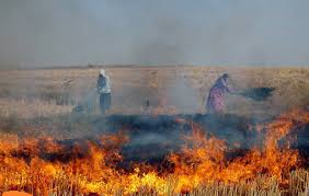 شکایت مردم گیلانی از سوزاندن ساقه های برنج: تنفس برایمان دشوار شده است