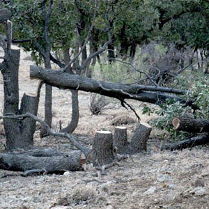قطع ۱۸ میلیون درخت بلوط
