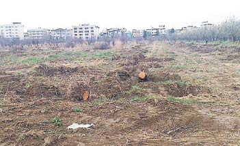 نابودی 80‌درصد باغ‌های‌پایتخت