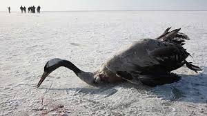 مرگ غم انگیز دو هزار پرنده در حاشیه دریاچه ارومیه