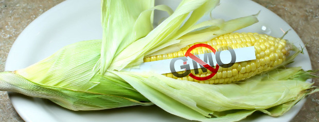 هیچ غذای دستکاری ژنتیکی شده ای مورد تایید سازمان غذا و داروی آمریکا قرار نگرفته است