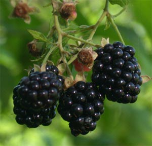 تمشک سیاه میوه ای با خواص آنتی اکسیدانی بالا