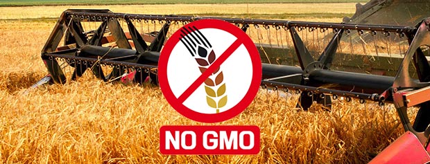 ژاپن واردات گندم از امریکا را به علت کشف نمونه های دستکاری شده ژنتیکی تعلیق کرد