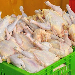 خطرات مصرف مرغ‌های آنتی‌بیوتیکی
