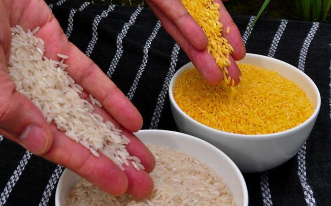 چرا محققان تولید برنج تراریخته طلایی در آمریکا محکوم شدند؟