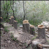 قلع و قمع یک میلیون مترمکعب چوب از جنگل‌های زاگرس