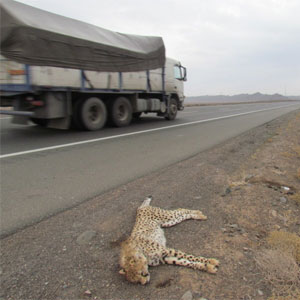 نگرانی از تلفات حیات وحش در جاده پارک ملی گلستان