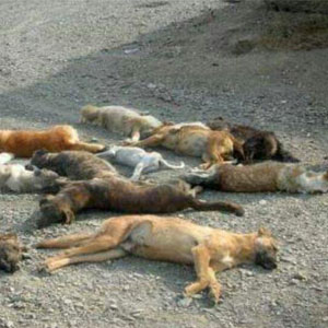 عکس/سگ‌کشی گسترده در تبریز!