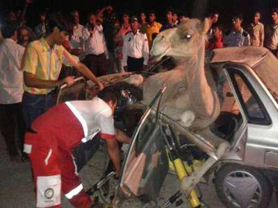 4نفر درتصادف پرایدبا یک نفر شتر کشته شدند