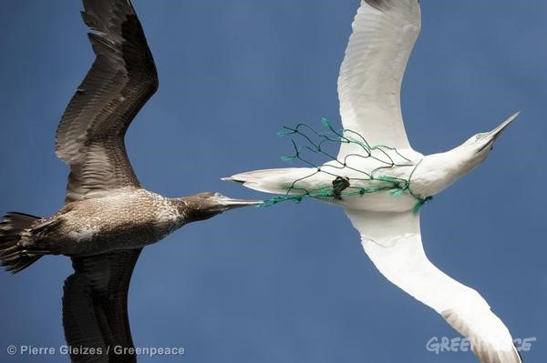 سالانه یك میلیون پرنده دریایی بر اثر زباله های پلاستیكی تلف میشوند