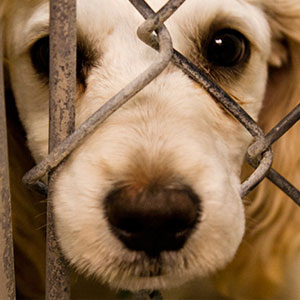 حیوان‌آزاری جرم‌انگاری نشده است/از محیط‌بانان حمایت قضایی شود