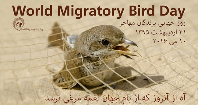 شکار، صید و تجارت غیرقانونی پرندگان را پایان دهیم!