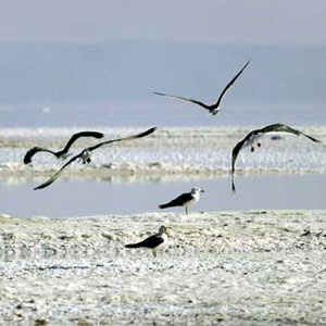 ۶۰ هزار پرنده ارومیه را به دلیل خشکی دریاچه ترک کردند