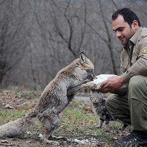 ایرانی‌ها با حیات‌وحش مهربان‌تر شده‌اند
