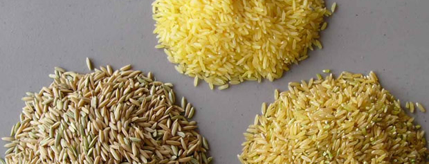 اثرات برنج دستکاری شده ژنتیکی غنی با آهن بر سلامت انسان
