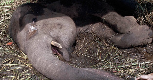 عکس/اشک‌های یک فیل قبل از مردن