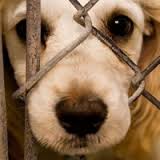 دولت ماده واحده حمایت از حیوانات بی‌سرپرست را تعیین تکلیف کند
