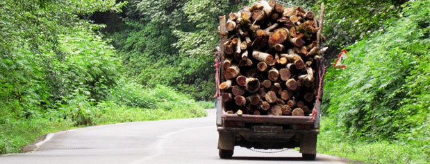 مافیای قاچاق چوب در ایران/ نابودی جنگل ها به ثانیه رسیده است
