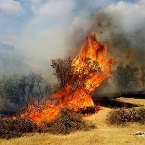 آتش‌سوزی جنگل‌ها و سهل‌انگاری مردم