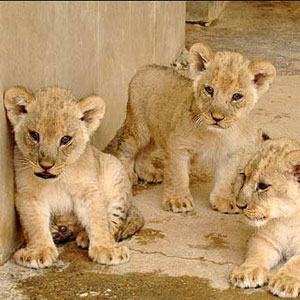 مرگ دو توله شیر در باغ وحش خرم آباد