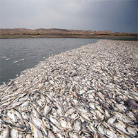 عکس/علت مرگ ده‌ها هزار ماهی در زابل