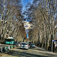 درختان خیابان ولی عصر(عج) با رای کمیسیون ماده هفت شهرداری قطع شدند
