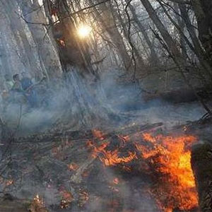 سازمان جنگل‌ها امکانات لازم را برای مقابله با آتش‌سوزی ندارد