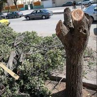 کشتار درختان در تهران