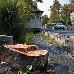 قطع شبانه درختان در خیابان لارستان