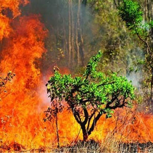 کاهش 16.5 درصدی آتش‌سوزی جنگل‌ها