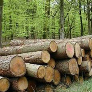 بهره‌برداری از چوب جنگل‌ها باید متوقف شود