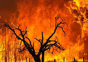 10 هکتار از اراضی جنگلی تنگه قیر در آتش سوخت