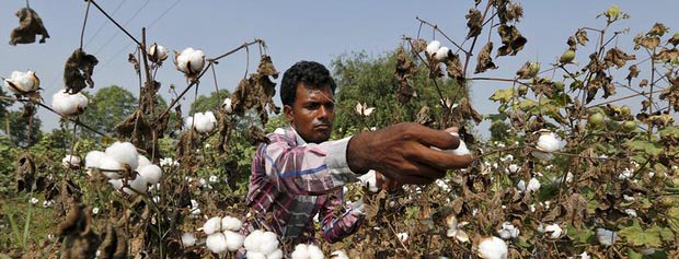 سوءاستفاده از کشاورزان فقیر هندی از طریق تکنولوژی دستکاری ژنتیکی