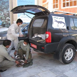 راه‌اندازی آمبولانس حیوانات در شهر تبریز
