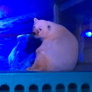 حمایت از غمگین‌ترین خرس قطبی جهان