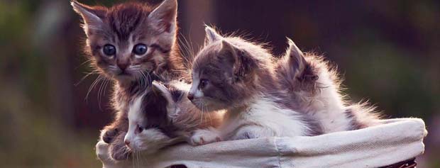 تعداد گربه‌های تهران از جمعیت ٦٨كشور جهان بیشتر است