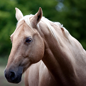 اسب ها می توانند با ما حرف بزنند