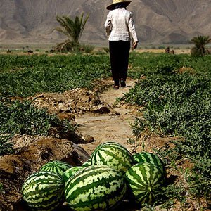 ارزان فروشی آب با صادرات هندوانه