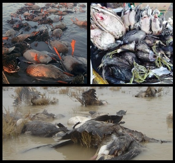 تالاب‌های خوزستان، کشتارگاه جدید پرندگان مهاجر