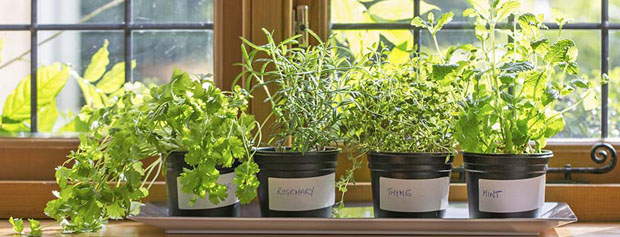 ۷ گیاهی که به خانه‌ی شما انرژی مثبت می‌دهد