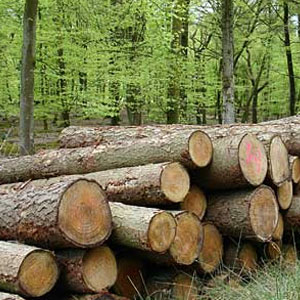 قاچاق گسترده چوب در گیلان
