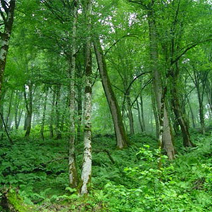کاهش مساحت جنگل‌های‌کشور به 14 میلیون‌ هکتار/الحاق پیشنهاد طرح تنفس به لایحه برنامه‌ششم