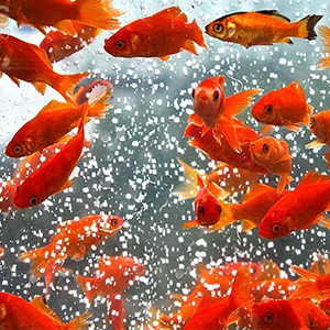 ماهی قرمز موجب انتقال بیماری می‌شود؟