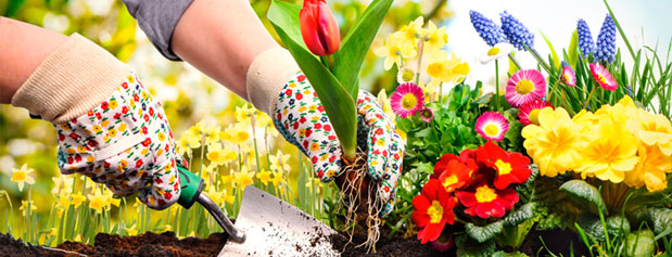 فواید باغبانی برای سلامت زنان مسن
