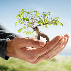 محققان: کاشت درخت راهکاری اقتصادی برای مقابله با آلودگی هوا است
