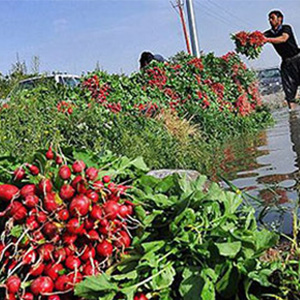 آبیاری مزارع جنوب تهران با فاضلاب/وزارتخانه‌های کشاورزی و بهداشت پاسخگو باشند