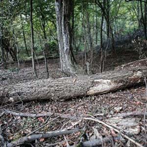 یک میلیون و ۲۰۰ هزار هکتار از جنگل‌های زاگرس نابود شده است